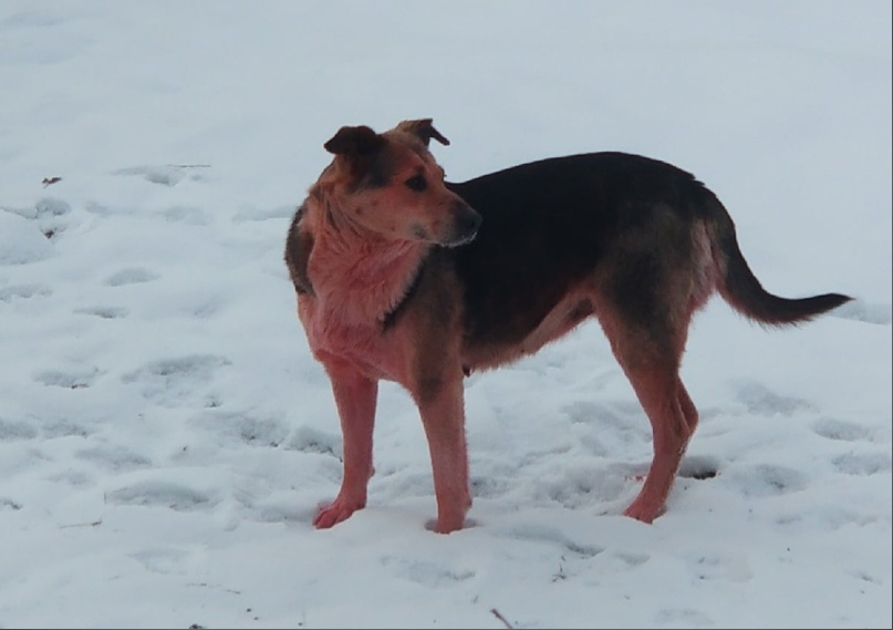 Розовая собака обнаружена в промзоне Дзержинска