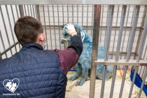 Синие собаки из Дзержинска находятся на карантине по бешенству: история этих животных дошла до зарубежных СМИ