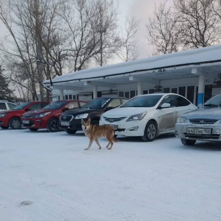 Информация о розовых собаках в Дзержинске не подтвердилась