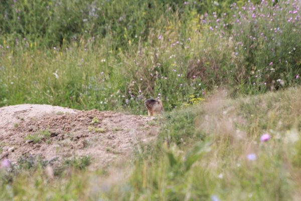 Около 1,5 тысячи сурков обитают на территории Нижегородской области