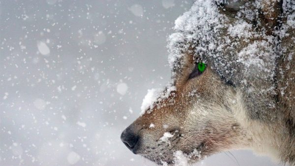 В Минлесхозе рассказали, почему в Нижегородской области регулярно отстреливают волков