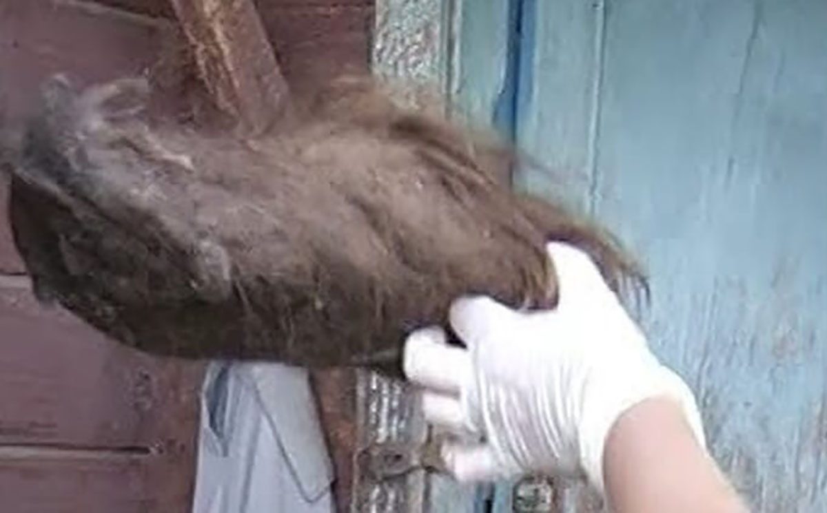 Две женщины выкрали волосы своей односельчанки в Вачском районе