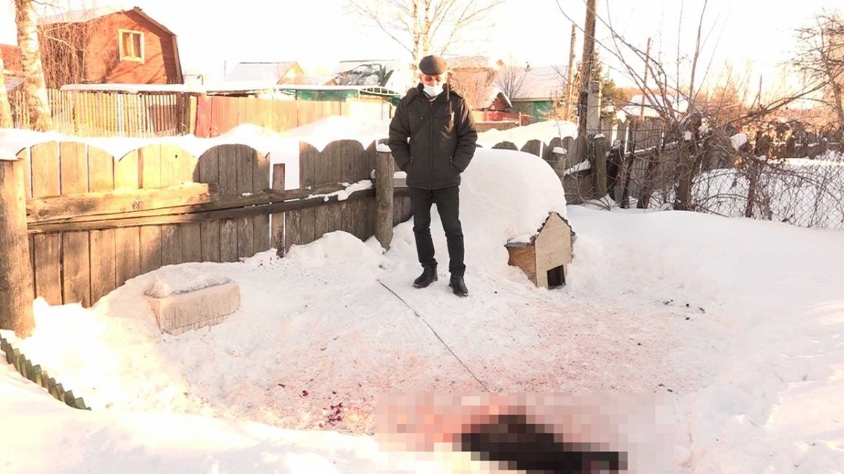 Жителей поселка Ильино терроризируют две бойцовские собаки