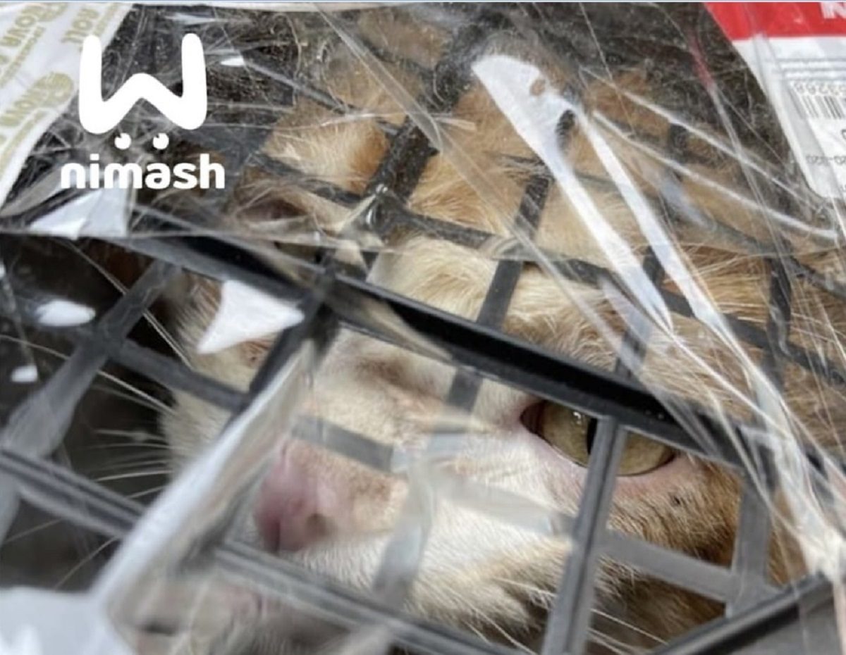 Брошенного в пластиковой коробке кота забрали хозяева в Нижнем Новгороде