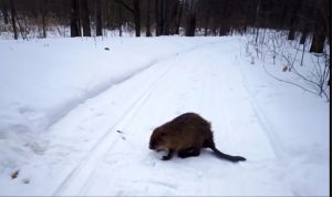 В&nbsp;Нижегородской области у&nbsp;бобров закончилась зимовка