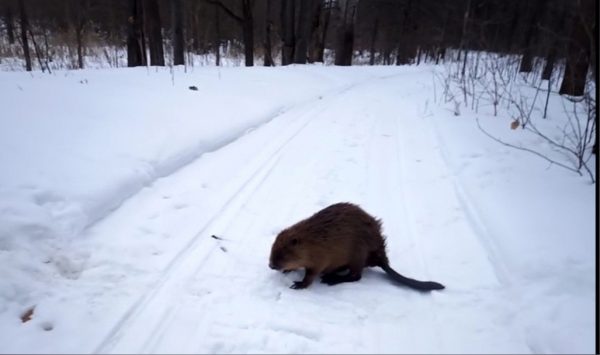 В Нижегородской области у бобров закончилась зимовка