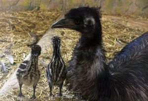 Фото дня: двойняшки-эму родились в зоопарке «Лимпопо»