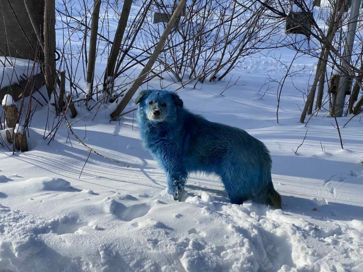 Одна из синих собак из Дзержинска умерла во время родов