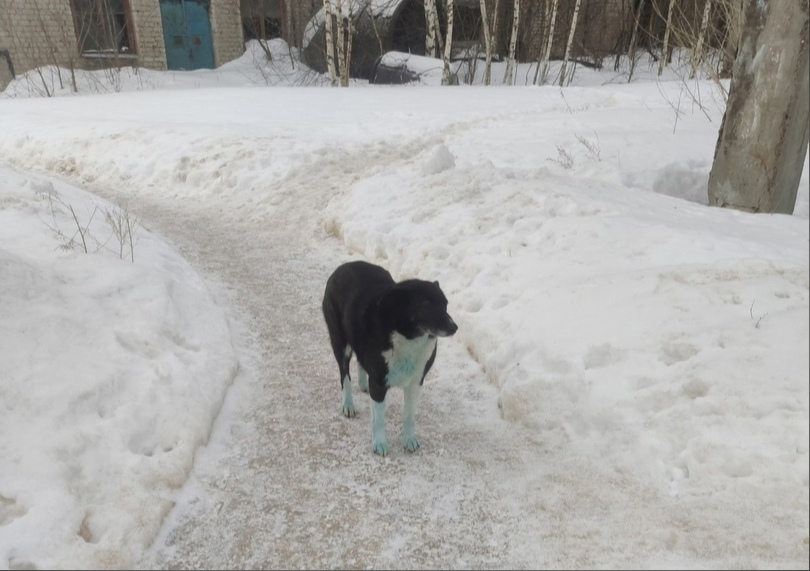 Жители Дзержинска снова увидели голубых собак