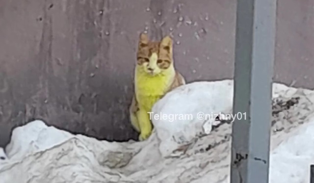 Фото дня: в Нижнем Новгороде появились желтые кошки