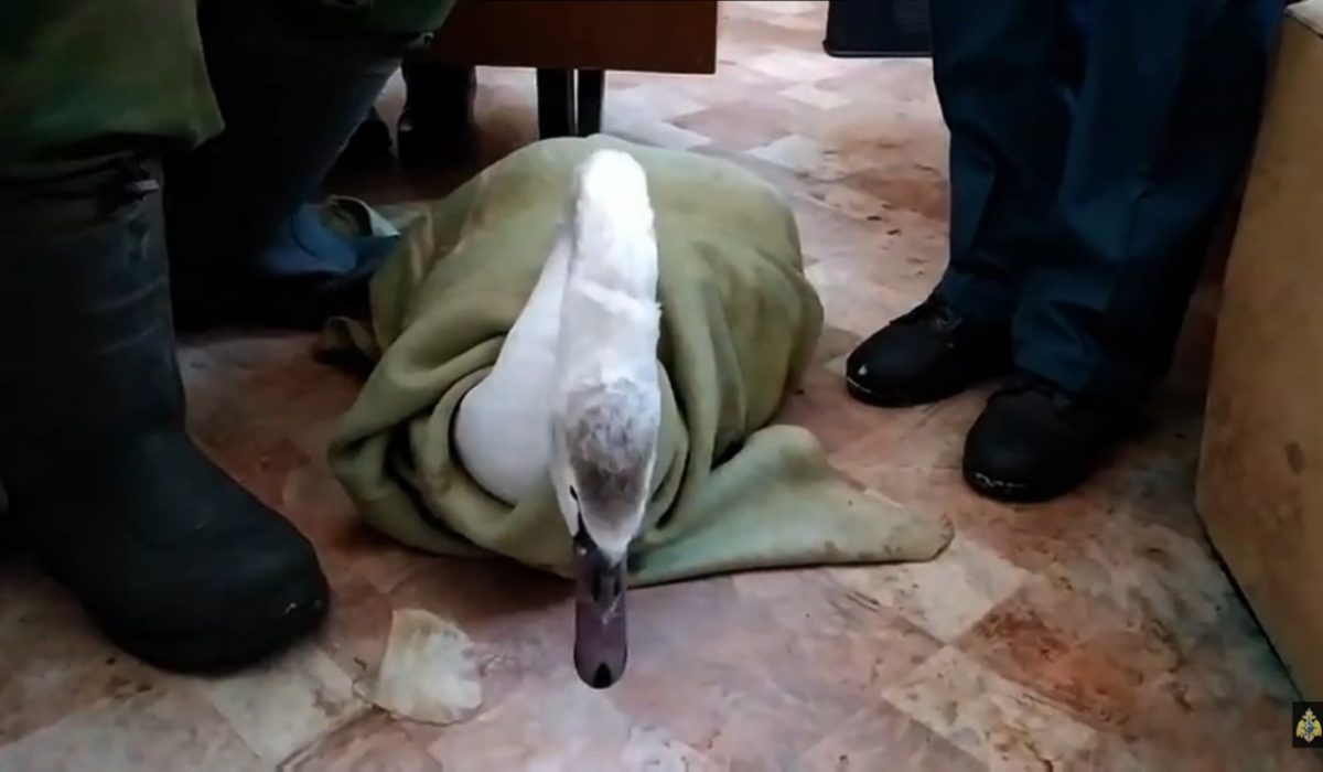 Замёрзшего лебедя спасли в Вадском районе