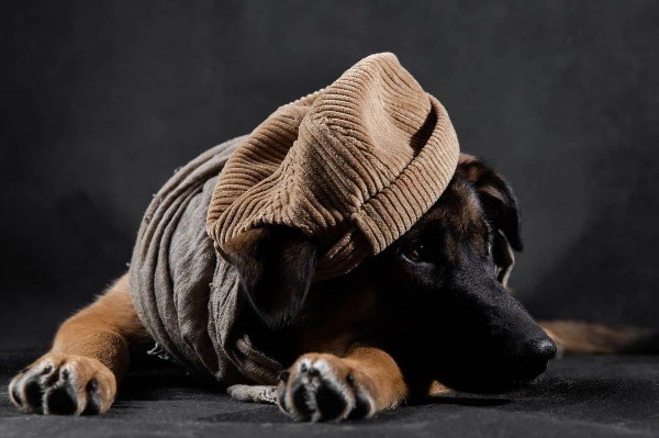 Бездомный пес нарядился, чтобы найти новых хозяев в Нижнем Новгороде
