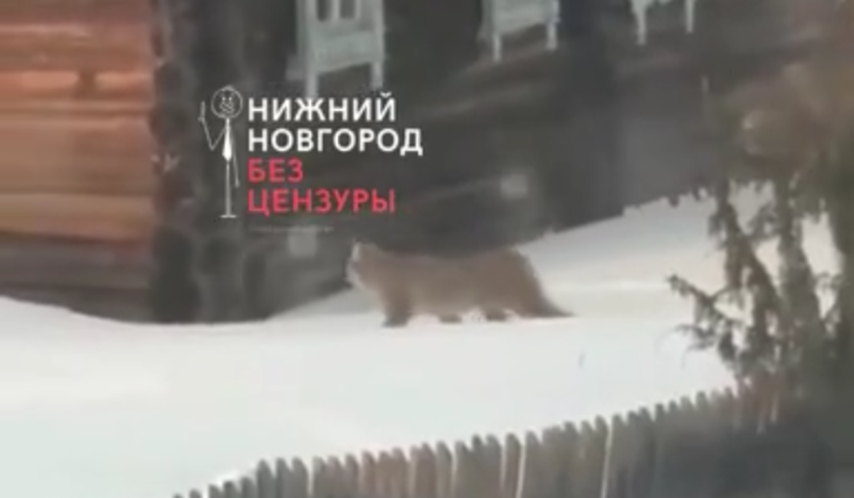 Видео дня: рысь прогулялась по деревне в Нижегородской области