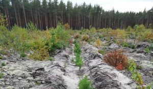 Объём лесовосстановления в&nbsp;Нижегородской области в&nbsp;2021 году составит более 12 тысяч гектаров