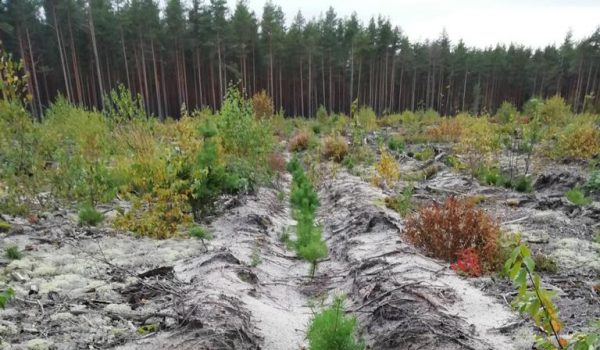 Объём лесовосстановления в Нижегородской области в 2021 году составит более 12 тысяч гектаров