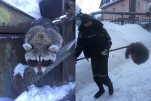 Спасатели МЧС поймали сбежавшего енота в Нижнем Новгороде
