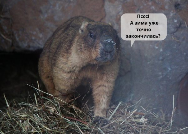 Сурки проснулись после зимней спячки в нижегородском зоопарке