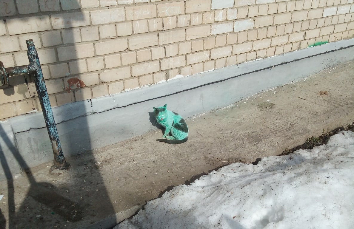 Фото дня: в Дзержинске нашли зелёного кота