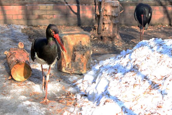Пара чёрных аистов образовалась в зоопарке «Лимпопо»