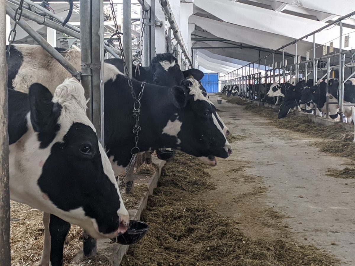 Нижегородские сельхозпроизводители нарастили производство молока в первом квартале 2021 года