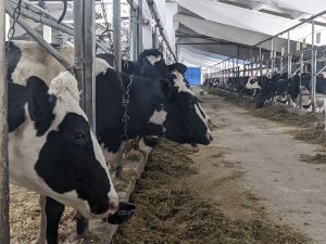 Нижегородские сельхозпроизводители нарастили производство молока в&nbsp;первом квартале 2021&nbsp;года