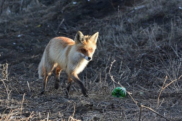 Фото дня: Очаровательная лиса вышла погулять к Сормовскому парку