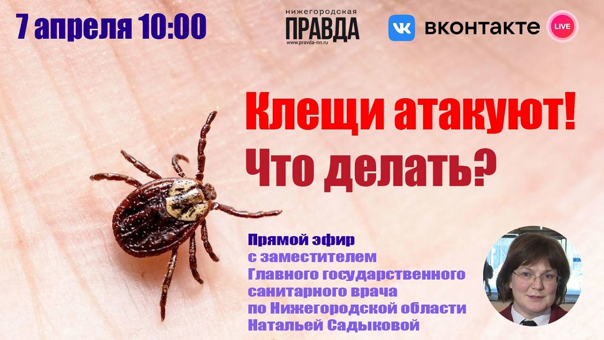 Вытягивание правды клещами. Профилактика клещевых инфекций.