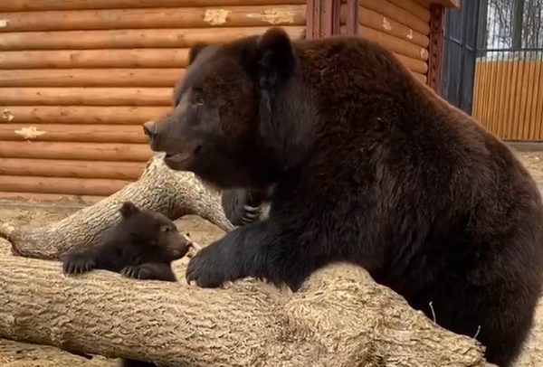 Видео дня: медведица из балахнинского зоопарка впервые вывела на прогулку медвежонка