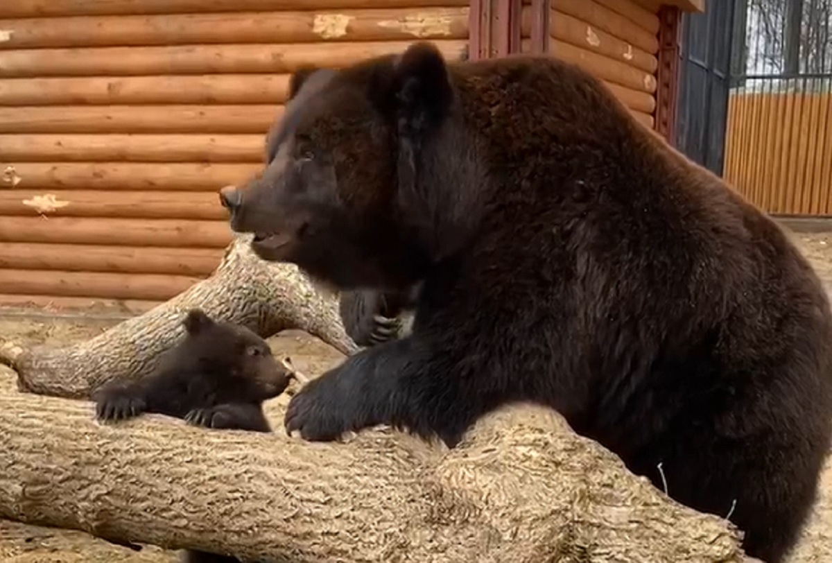 Развлечения медведей. Медведи в Нижегородской области. Встречи с медведями в Нижегородской области. Медведь на прогулке. Медведь развлекает ребят.