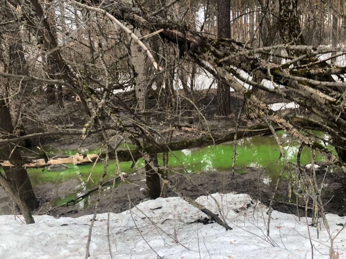 Стало известно, от чего позеленела река в первомайском лесу в Дзержинске