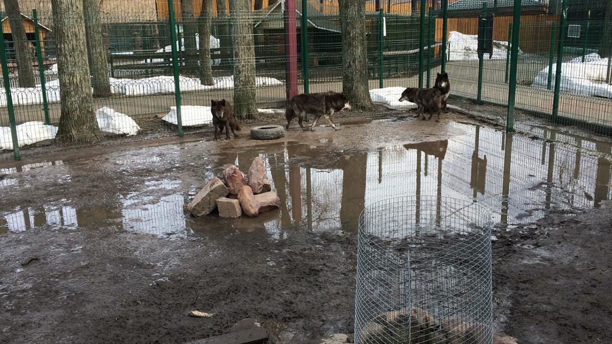 Новый волчий вольер затопило в зоопарке «Маленькая страна» в Балахне