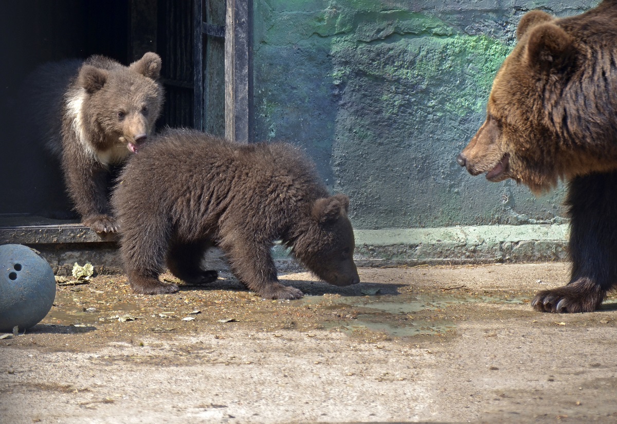 Медведица Ляля из нижегородского зоопарка «Лимпопо» вывела детенышей на прогулку