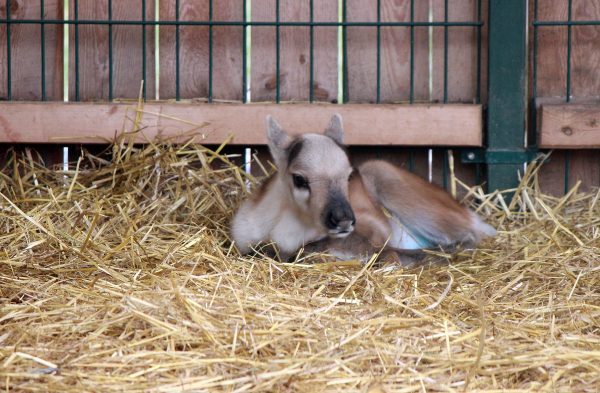 Северный олененок родился в нижегородском зоопарке «Лимпопо»