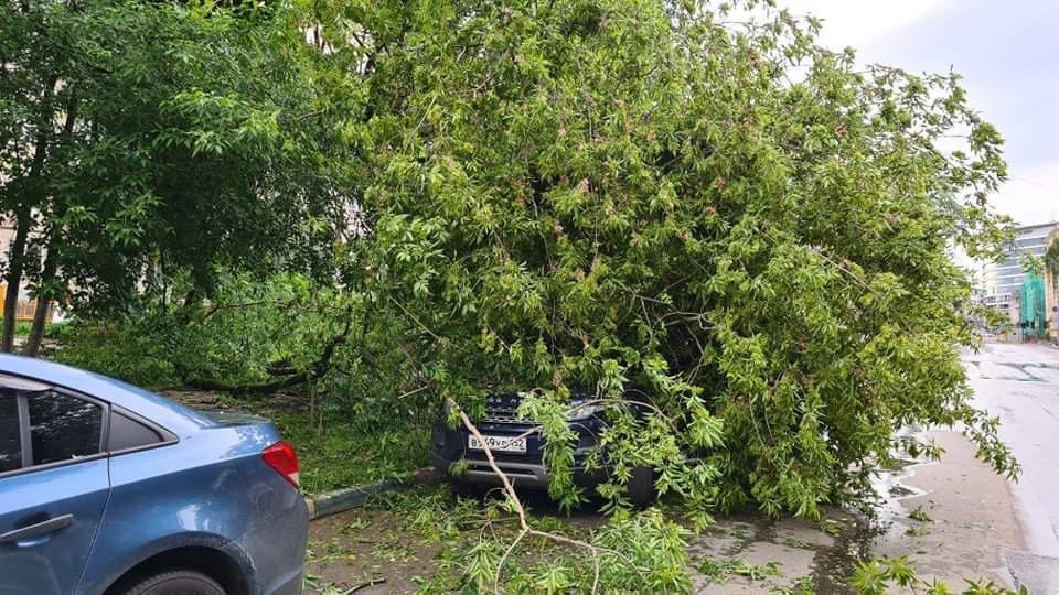 Дерево придавило машину на улице Ковалихинской в Нижнем Новгороде (ФОТО)