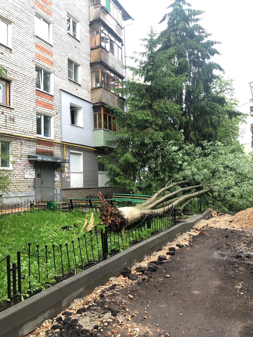 В некоторых районах деревья вырвало с корнем