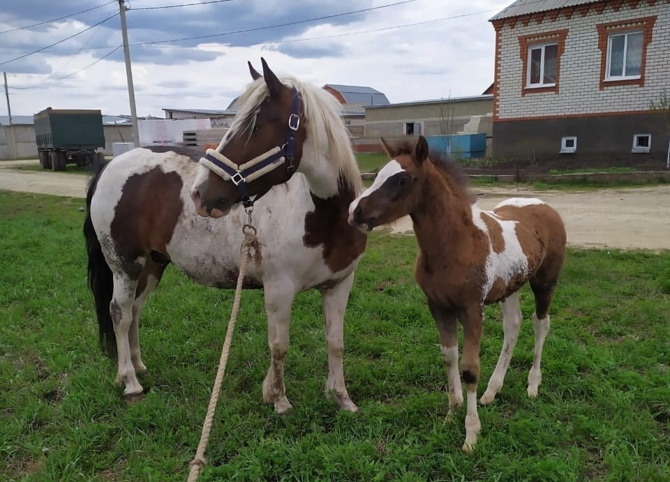 Нижегородские волонтеры спасли лошадь с жеребенком, которых сдали в скотобойню на мясо