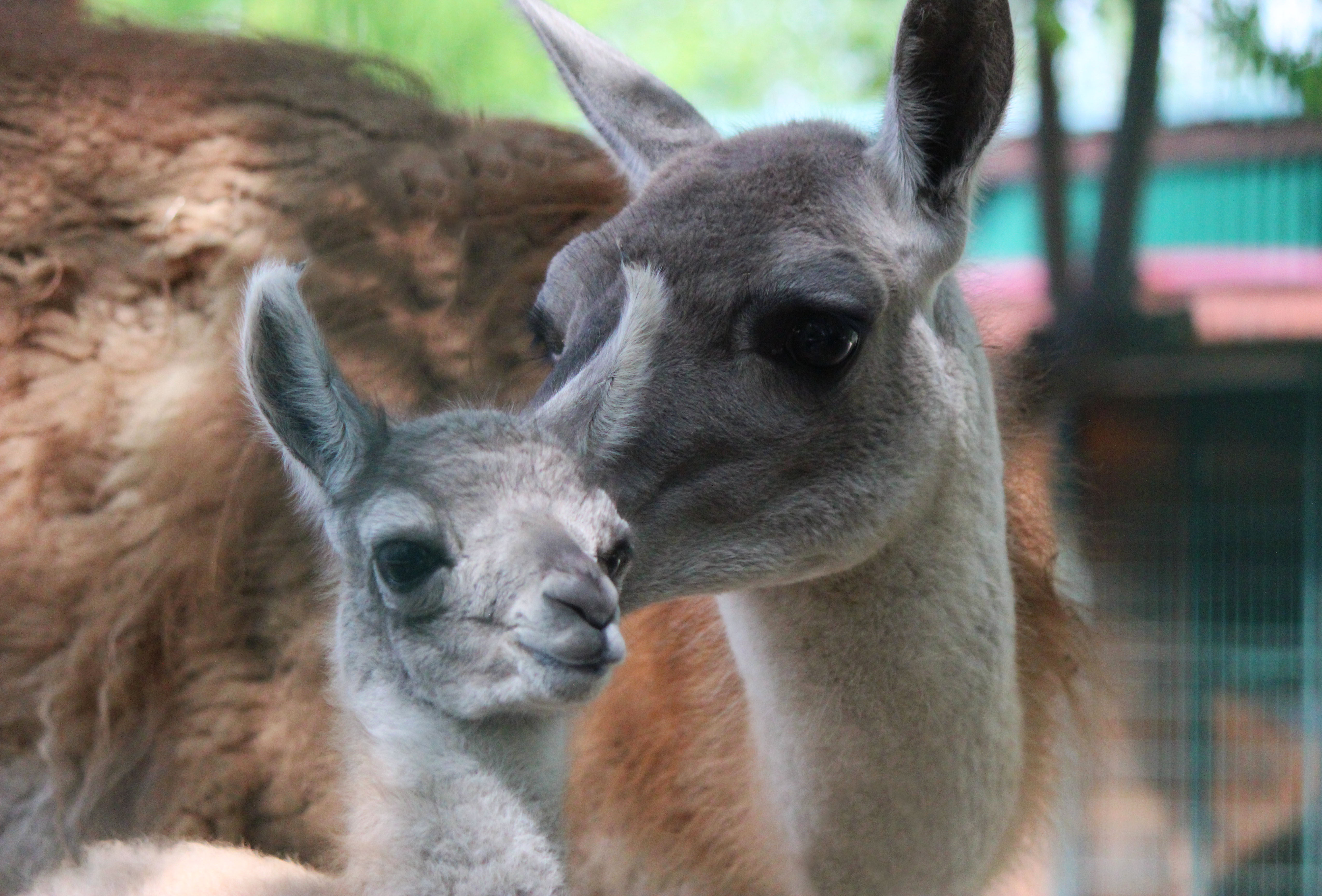 Первый малыш гуанако родился в нижегородском зоопарке «Лимпопо»