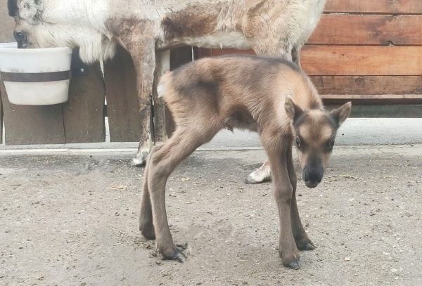 Второй олененок за неделю появился на свет в нижегородскогом зоопарке «Лимпопо»