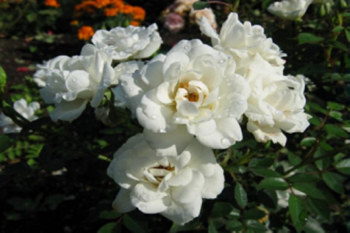 Роза Хельга – садовая красавица