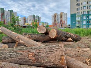 Нижегородцы пытаются остановить вырубку рядом со Щёлоковским хутором
