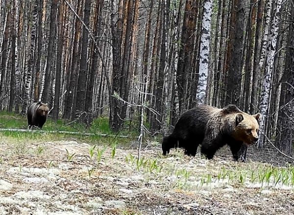 Медвежья свадьба попала в объектив фотоловушки в Керженском заповеднике