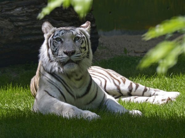 В нижегородском зоопарке «Лимпопо» появилась белая тигрица