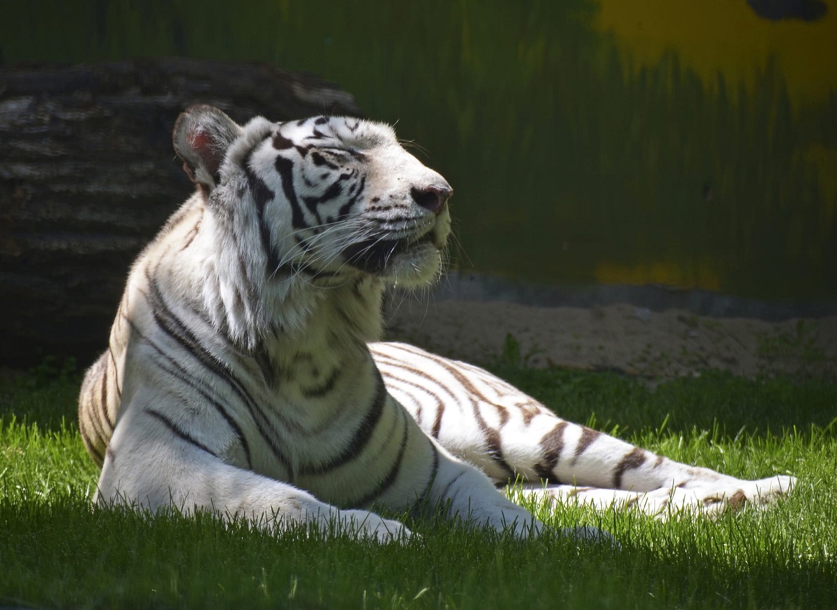 белый тигр из «Лимпопо»