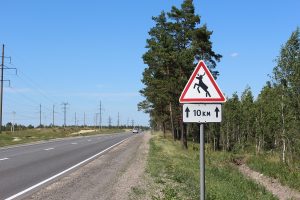 174 ДТП с участием животных произошло в Нижегородской области за 2022&nbsp;год