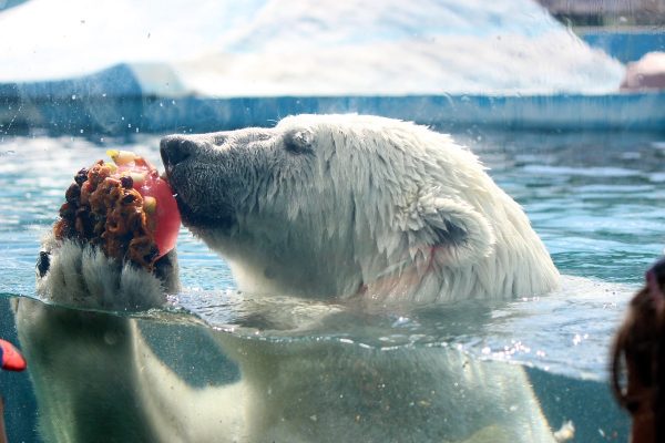 Из-за аномальной жары животным из зоопарка «Лимпопо» выдают фруктовый лед