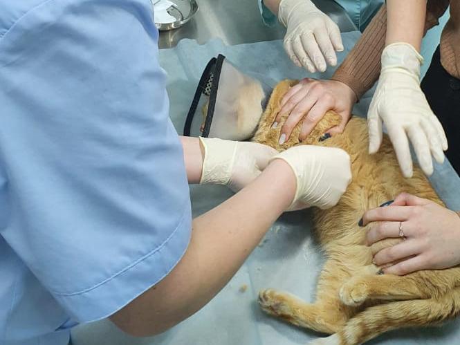 Лучшие ветеринарные практики выберут в Нижегородской области