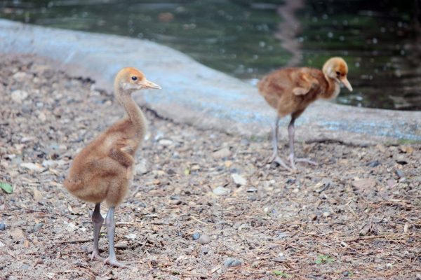 Японские журавли из зоопарка «Лимпопо» впервые стали родителями