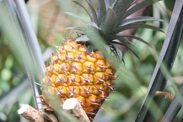 Ботаники вырастили ананас в зоопарке «Лимпопо»