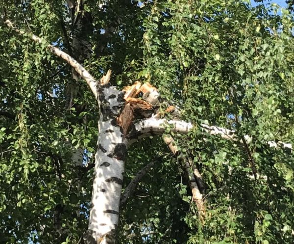 >Ураган повалил деревья в Нижегородском кремле