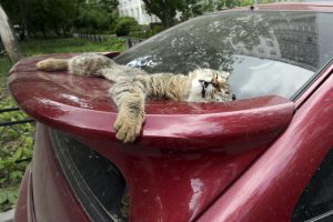 Аномальная жара ждет нижегородцев в ближайшие дни